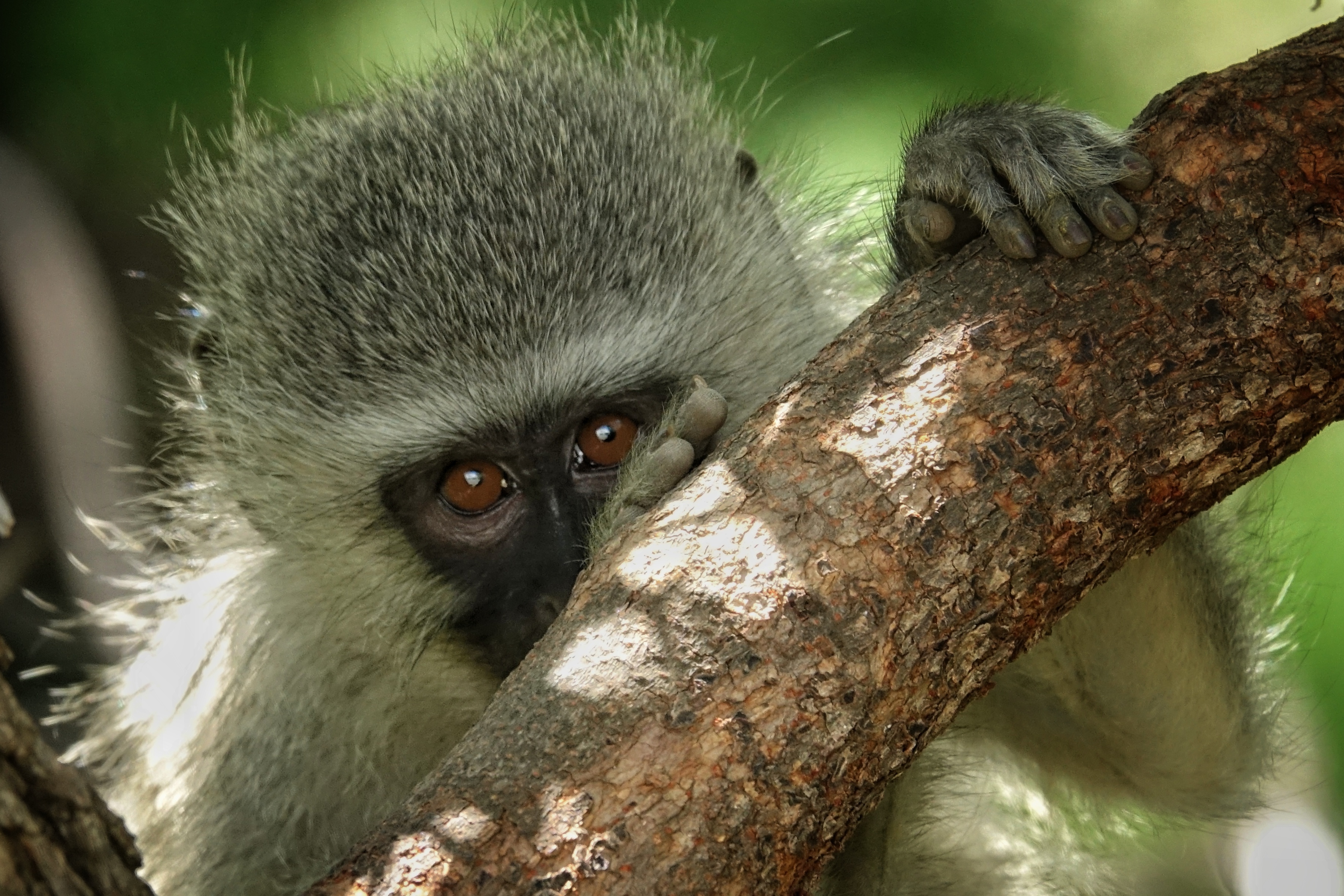 Jeune singe